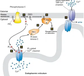 Gambar 23. G Protein Coupled – Activated Phospholipase C 
