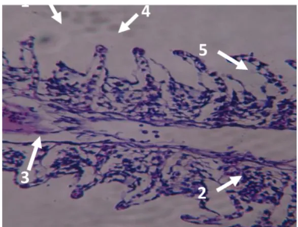 Gambar  1.  Potongan  melintang  struktur  mikroanatomi  insang  ikan  Nila  Larasati  pada  kondisi  normal  (perbesaran  10x40)