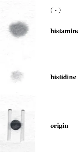 Fig. 1Typical electrophoresis pattern of standard his-tamine and histidine on the electrophoresis paper withH-shape hole.