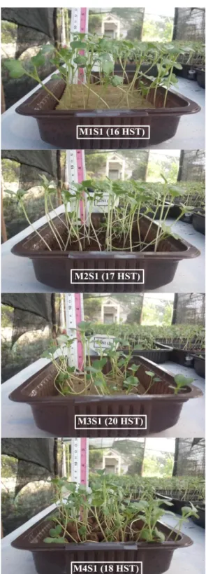 Gambar  1.  Pertumbuhan  microgreens  pada  berbagai  media  tanam  dengan  penyiraman  air  biasa  dan  air  kelapa 
