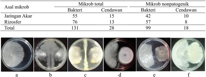 Tabel 1  Jumlah mikrob yang diisolasi dari jaringan akar dan rizosfer tanaman karet