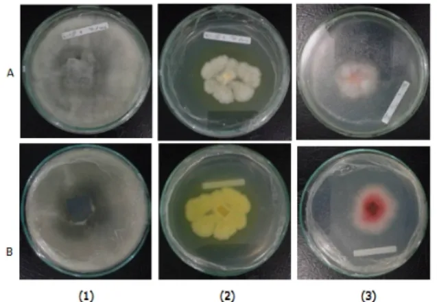 Gambar 3. (1) Isolat DC; (2) Isolat