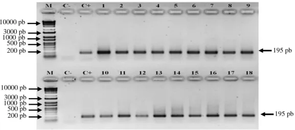 Gambar  2.  Profil  cDNA  dari  hasil  amplifikasi  PCR  menggunakan  primer  standar  HbActin