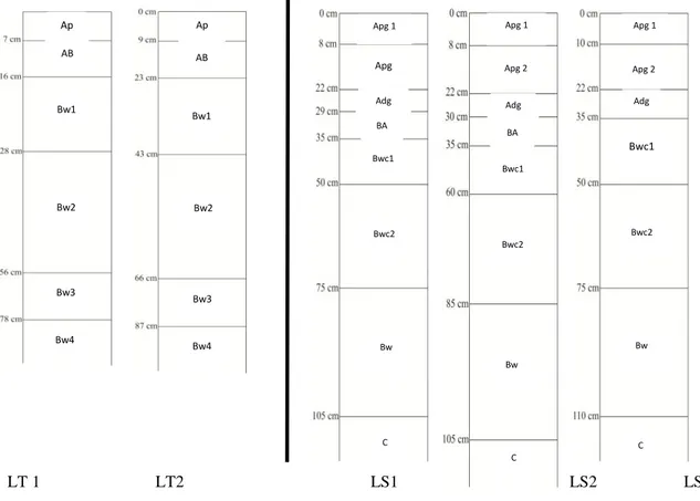 Gambar 1. Susunan horison pada Lahan Tegal (LT) dan Lahan Sawah (LS).    