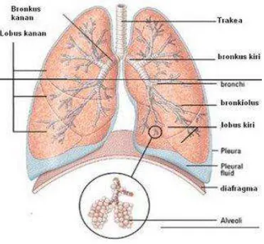 Gambar 2.1 Anatomi paru 