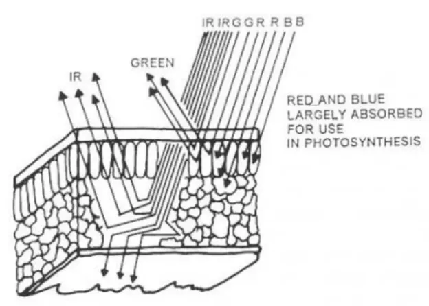 Gambar 1. Struktur Daun 