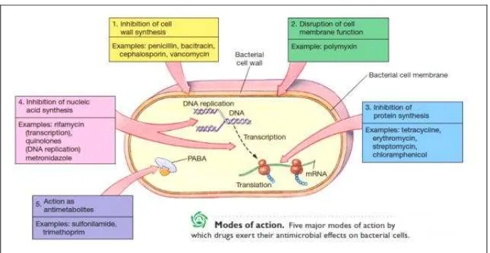 Gambar 6.  Mekanisme kerja antibiotik 