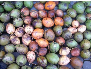Gambar  1.    Keragaman  warna  buah  kelapa  Genjah  kopyor  asal Pati 