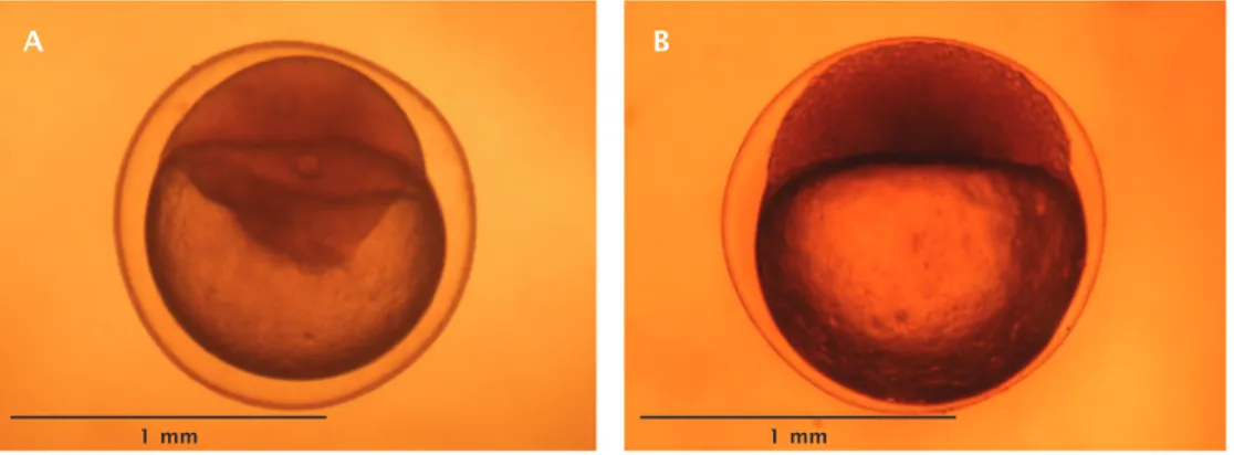Gambar 1. Telur tidak terfertilisasi dengan sel tunggal berukuran besar yang tampak masuk ke bagian kuning telur (A) dan telur terfertilisasi dengan banyak sel berukuran kecil-kecil (B) pada periode morulasi