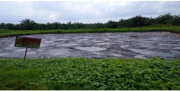 Gambar 5  Acidifaction Pond pada PT Perkebunan Mitra Ogan 