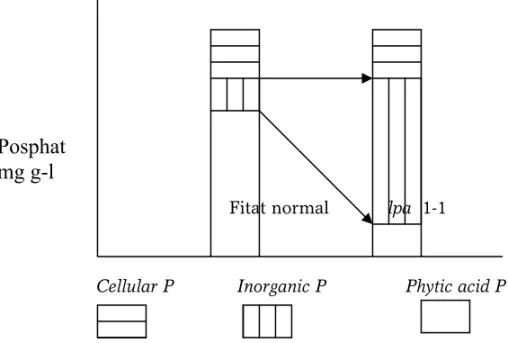Gambar 1. Komposisi posphat dalam genotipe biji normal   dan biji rendah asam fitat (14) 