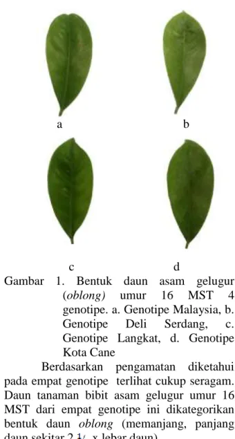 Gambar  1.  Bentuk  daun  asam  gelugur  (oblong)  umur  16  MST  4  genotipe. a. Genotipe Malaysia, b
