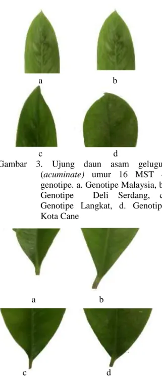 Gambar  4.  Pangkal  daun  asam  gelugur  (cuneate)  umur  16  MST  4  genotipe.  a. Genotipe Malaysia, b
