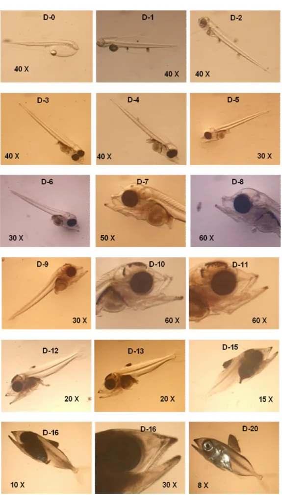 Gambar 1. Perkembangan morfologi larva ikan tuna sirip kuning. Figure 1. Morphological development of yellowfin tuna larvae.