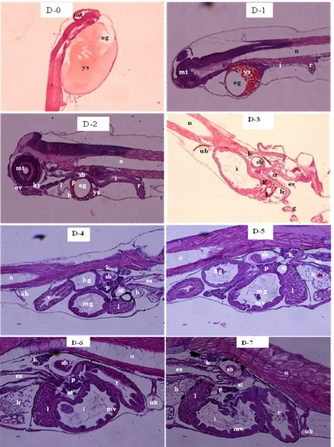 Gambar 2. Perkembangan saluran pencernaan larva ikan tuna sirip kuning. Figure 2. Digestive track development of yellowfin tuna larvae.