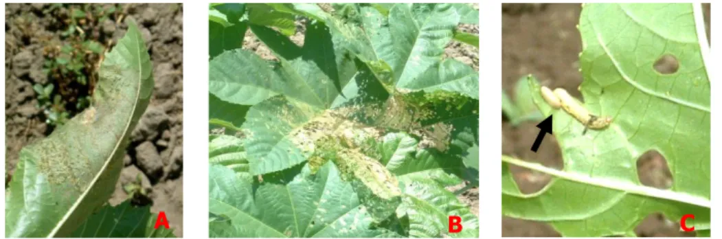 Gambar 3. Larva  S. litura   pada daun  jarak (A)  dan gejala serangannya (B).  Larva  S