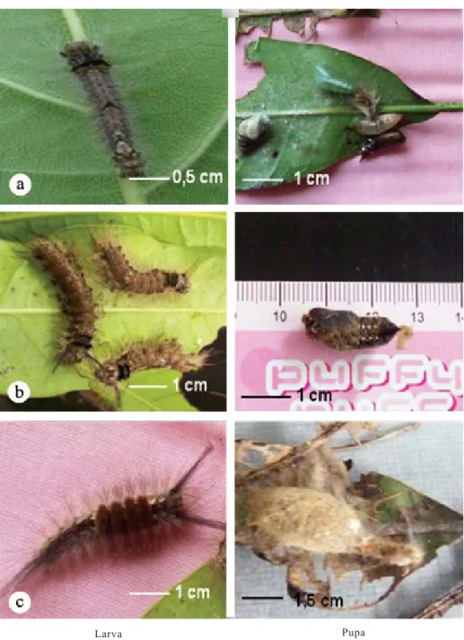 Gambar 2. Bentuk larva dan pupa empat jenis ulat bulu yang menyerang tanaman mangga di Probolinggo, Jawa Timur: (a)  Arctornis submarginata, (b)