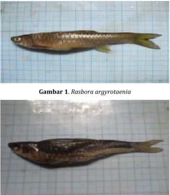 Tabel 1. Kekayaan dan kelimpahan mutlak ikan genus  Rasbora di setiap stasiun