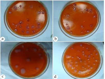 Tabel 1. Karakterisasi isolat bakteri siput felle berdasarkan atas beberapa karakter bakteri acuan