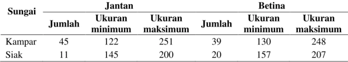 Tabel 1. Jumlah dan ukuran ikan selais Ompok sp dari Sungai Kampar dan Sungai  Siak, Riau 
