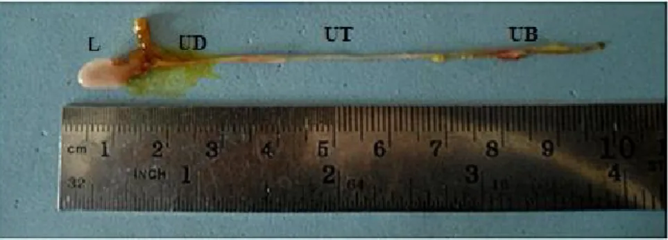 Gambar  1.  Topografi  Usus  Ikan  O.hypophthalmus.    Ket.  (L).  Lambung,  (UD).  Usus    Depan, (UT)