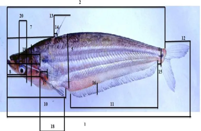 Gambar  1  :  Sketsa  Pengukuran  Morfometrik  Ikan  Lais  Danau.  1)Panjang  total,  2)Panjang  standar  3)Panjang  kepala,  4)Tinggi  kepala,  5)Tinggi  badan,  6)Tinggi  batang  ekor,  7)Jarak  mulut  ke  pangkal  sirip  punggung,  8)Jarak  mulut  ke  m