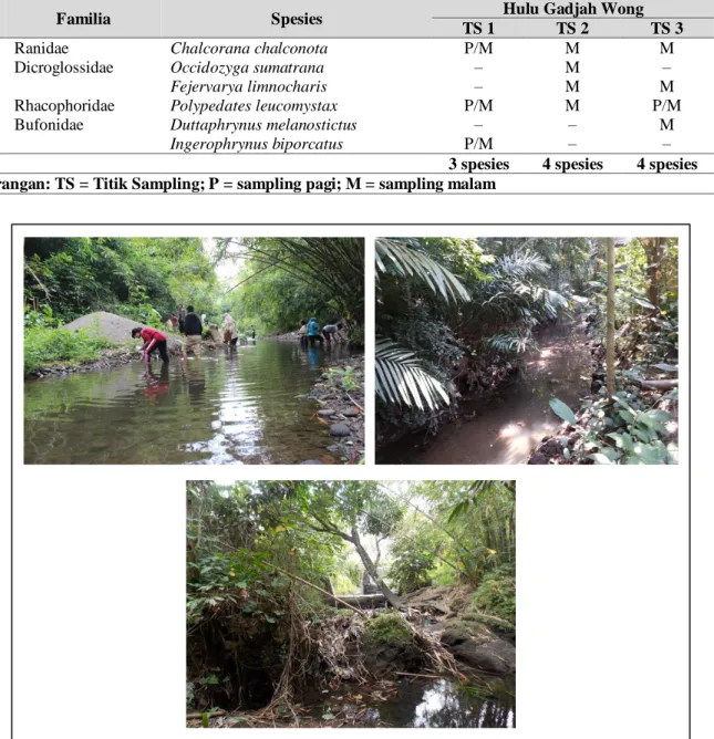 Tabel 3. Katak dan kodok yang dijumpai di bagian Hulu Sungai Gadjah Wong tahun 2014. 