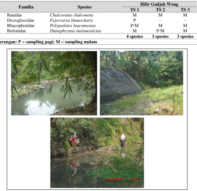 Tabel 5. Katak dan kodok yang dijumpai di bagian Hilir Sungai Gadjah Wong tahun 2014. 