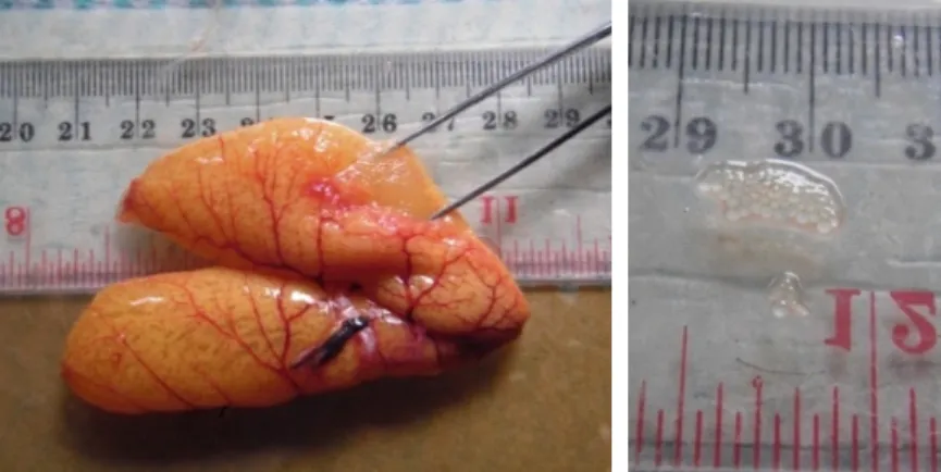 Gambar 2. Ovarium translucent dengan 100% ovum translucent (A) dan ovum translucent (B) dari sampel R