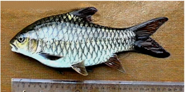 Gambar 1.  Ikan Batak (Tor soro) dari Populasi  Aek Sirambe (Sumber: Balai  Peri-kanan dan Budidaya Air Tawar,  Bogor) 