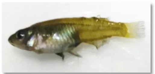 Gambar 1. Ikan medaka jawa Oryzias javanicus  Sumber : Dokumentasi pribadi 