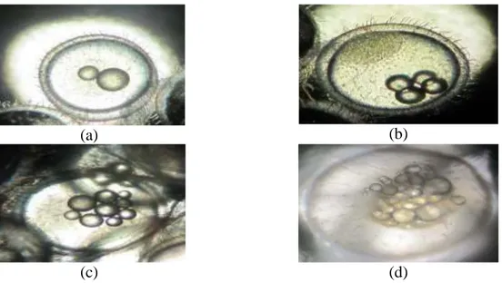 Gambar 5. Perkembangan telur ikan mulai dari pembelahan 2 sel (a), fase 4 sel (b), fase 8 sel  (c) dan fase morula (d)