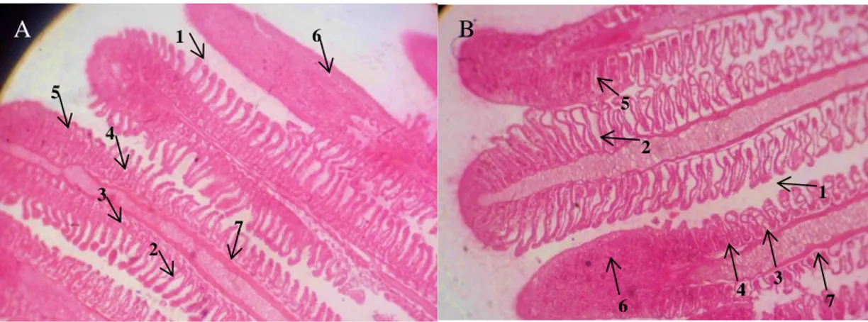 Gambar  1.  Histologi  Insang  O.  hasseltii  di  A).  Danau  Singkarak  dan  B).  Danau  Maninjau  dimana (1) edema, (2) hiperplasia , (3) epitel lepas dari jaringan di bawahnya, (4)  fusi  (peleburan)  lamela  sekunder  akibat  hiperplasia  epitelium  in