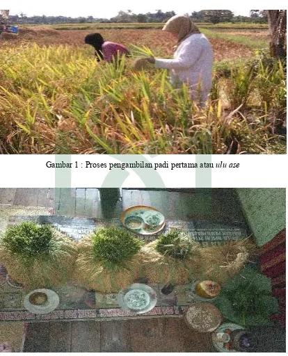 Gambar 1 : Proses pengambilan padi pertama atau ulu ase 