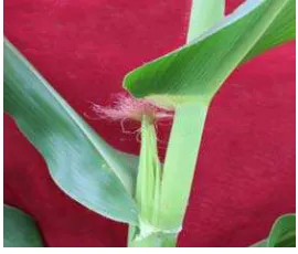 Gambar 3 Kriteria panen baby corn 