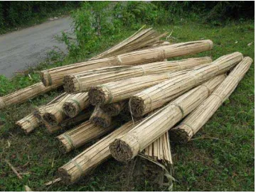 Gambar 3 . Bambu yang telah dikupas di tempat penampungan di Desa Telagah 