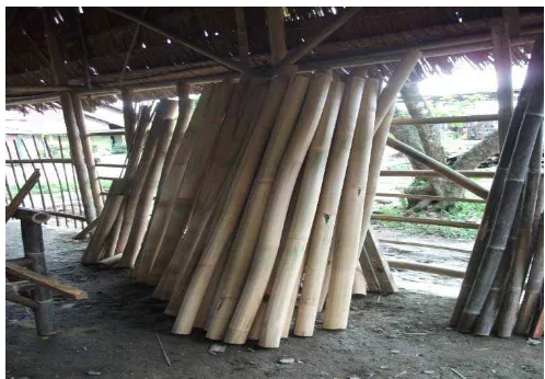 Gambar 8. Proses pengeringan bambu gelondongan di Kabupaten Langkat. 