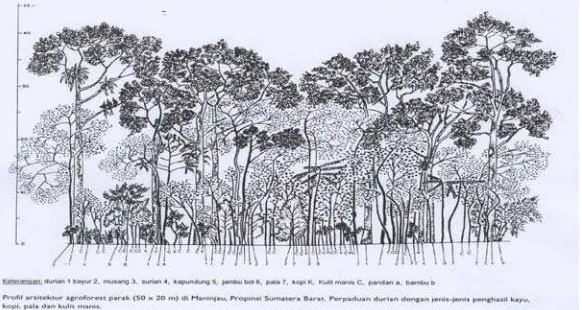 Gambar 2. Profil arsitektur agroforestri parak di Maninjau, Sumatera Barat 