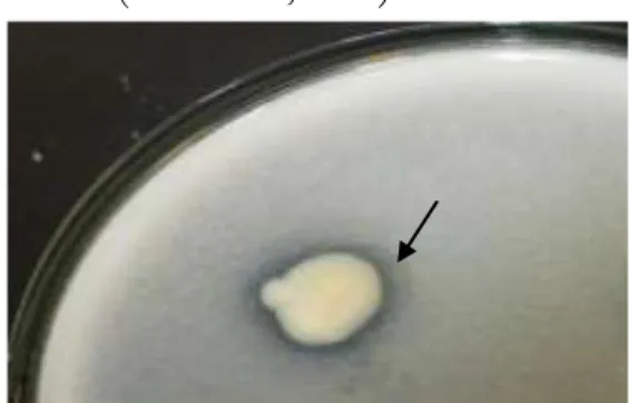 Gambar 1. Hasil uji kemampuan melarutkan  fosfat  P.  fluorescens  isolat  UB-PF6.  Tanda  panah  menunjukkan  zona  bening  di  koloni  bakteri 