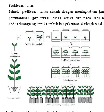 Gambar 1. Diagram Alur Proses Produksi Bibit Tanaman MenggunakanTeknik Kultur Tunas dengan Cara Proliferasi Tunas Aksiler(Sulistiani dan Ahmad Yani, 2012)