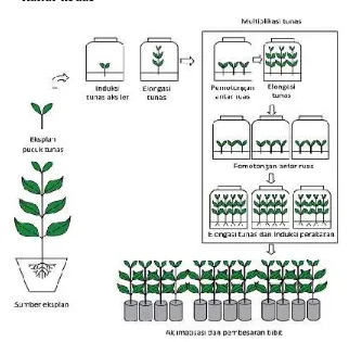 Gambar 2.Diagram Alur Proses Produksi Bibit Tanaman MenggunakanTeknik Kultur Tunas dengan Kultur Nodus (Sulistiani danAhmad Yani, 2012)