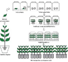 Gambar 4.Diagram Alur Proses Produksi Bibit Tanaman MenggunakanTeknik Organogenesis Tidak Langsung (Sulistiani dan AhmadYani, 2012)