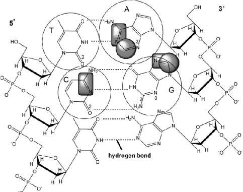 Fig. 1 Structure of double stranded DNA. Squares denote electroactive groups that can be 