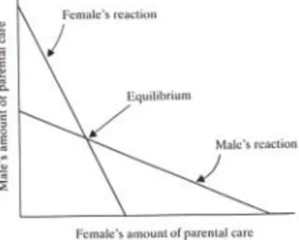 FIGURE 2.2 The optimal amounts of time devoted to seeking extra matings and to caring for young are foundwhere the resource budget line touches a line of equal reproductive success at a tangent