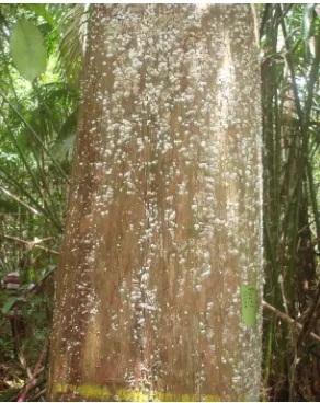 Gambar 8. Pohon ramin sebagai pohon induk (label hijau) untuk sumber benih raminareal PT