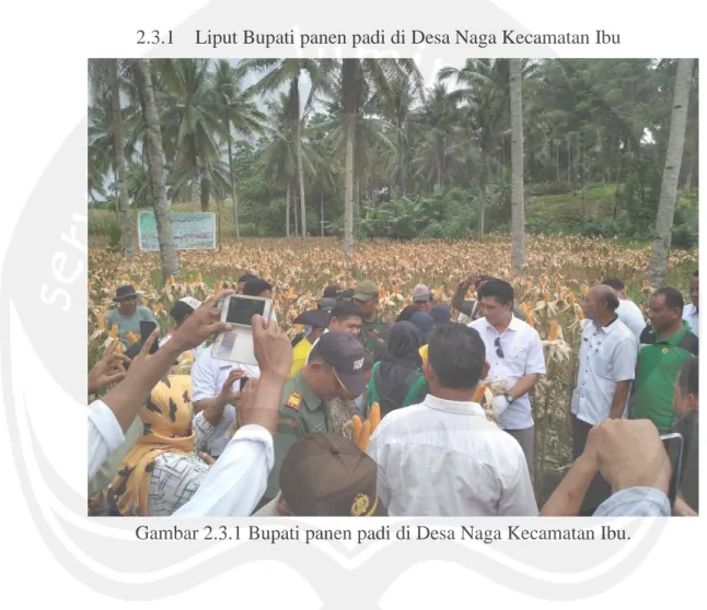 Gambar 2.3.1 Bupati panen padi di Desa Naga Kecamatan Ibu. 