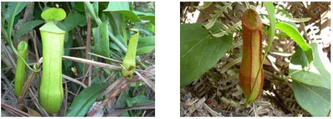 Gambar 1. Nepenthes gracilis, salah satu jenis nepenthes yang ditemukan di Hutan 