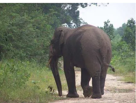 Gambar 1. Gajah liar sedang berada di jalan dekat Taman Nasional Tesso Nilo, Riau (Kredit foto: Syamsuardi/WWF) 