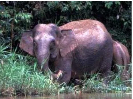 Gambar 3. Gajah kalimantan (E .  m a x im u s  b o r n e n s is ; Kredit foto: WWF)