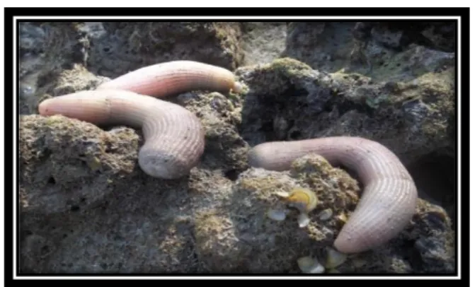 Gambar 2. Sia-sia (Sipunculus nudus) yang biasa di tangkap di Pulau Nusalaut  dan diletakkan di atas karang 